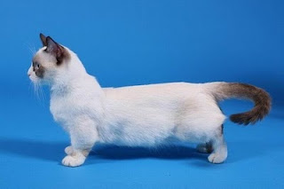 munchkin cat breed pets kitten information animal domestic picture