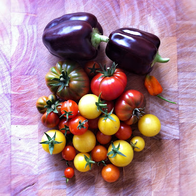 The last summer tomatoes, peppers and chillies from the garden ©bighomebird