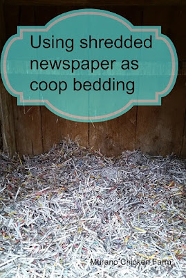 Shredded newspaper, chicken coop 