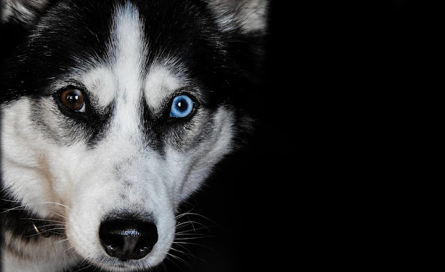 Husky Dog Photos and Wallpaper in HD