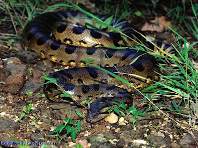 Reticulated Python