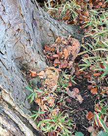 Ganoderma species on Horse Chestnut, Aesculus hippocastanum. The Knoll, Hayes.  14 December 2016.