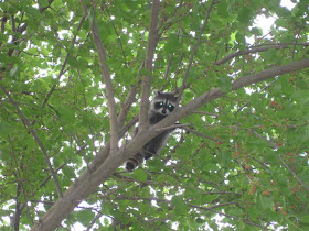 raccoon up in a tree, baby raccoon