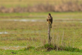 Naturfotografie Wildlifefotografie Ahsewiesen Olaf Kerber