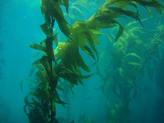 Kelp Como Tratamiento Para Fibromas