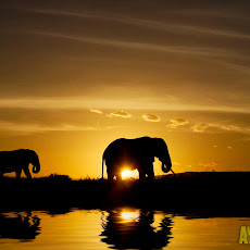 gambar gajah, foto gajah