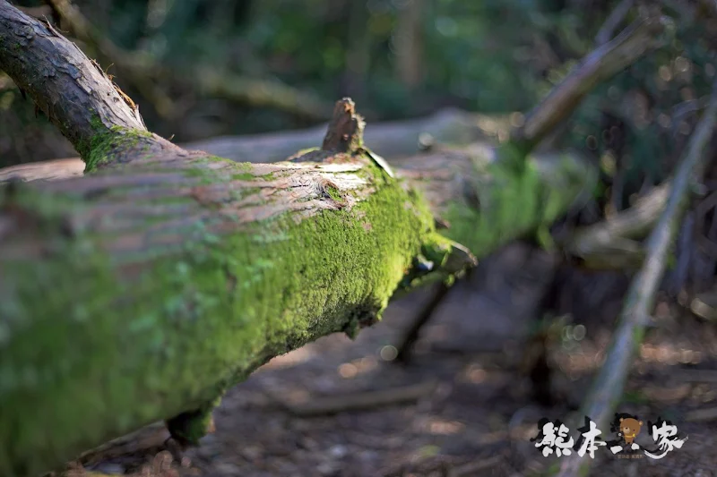 竹子湖黑森林(小溪頭)｜陽明山婚紗熱門拍攝景點｜仿如童話森林場景