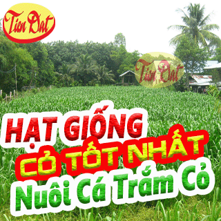 7 Loại giống cỏ nuôi cá trắm cỏ có năng suất cao nhất tại Việt Nam