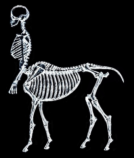 Centaur's skeleton