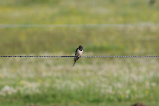 Barn Swallow