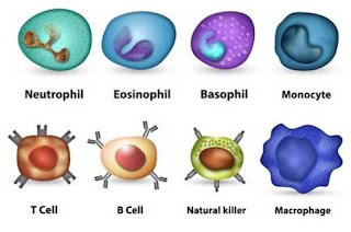 Cells of Immune System Learn BioTechnology with DeepaliTalk