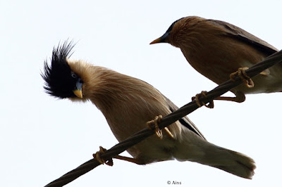 Brahminy Starling