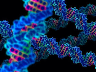 DNA RNA reproductive stem cells genes