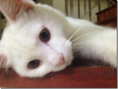 my little boy cat, Snowy