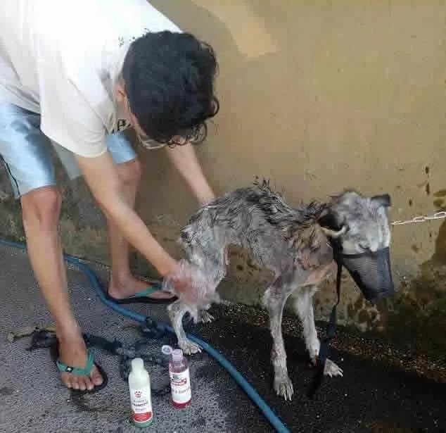 Guy Finds Abandoned Skin and Bones Husky And Helps It Recover