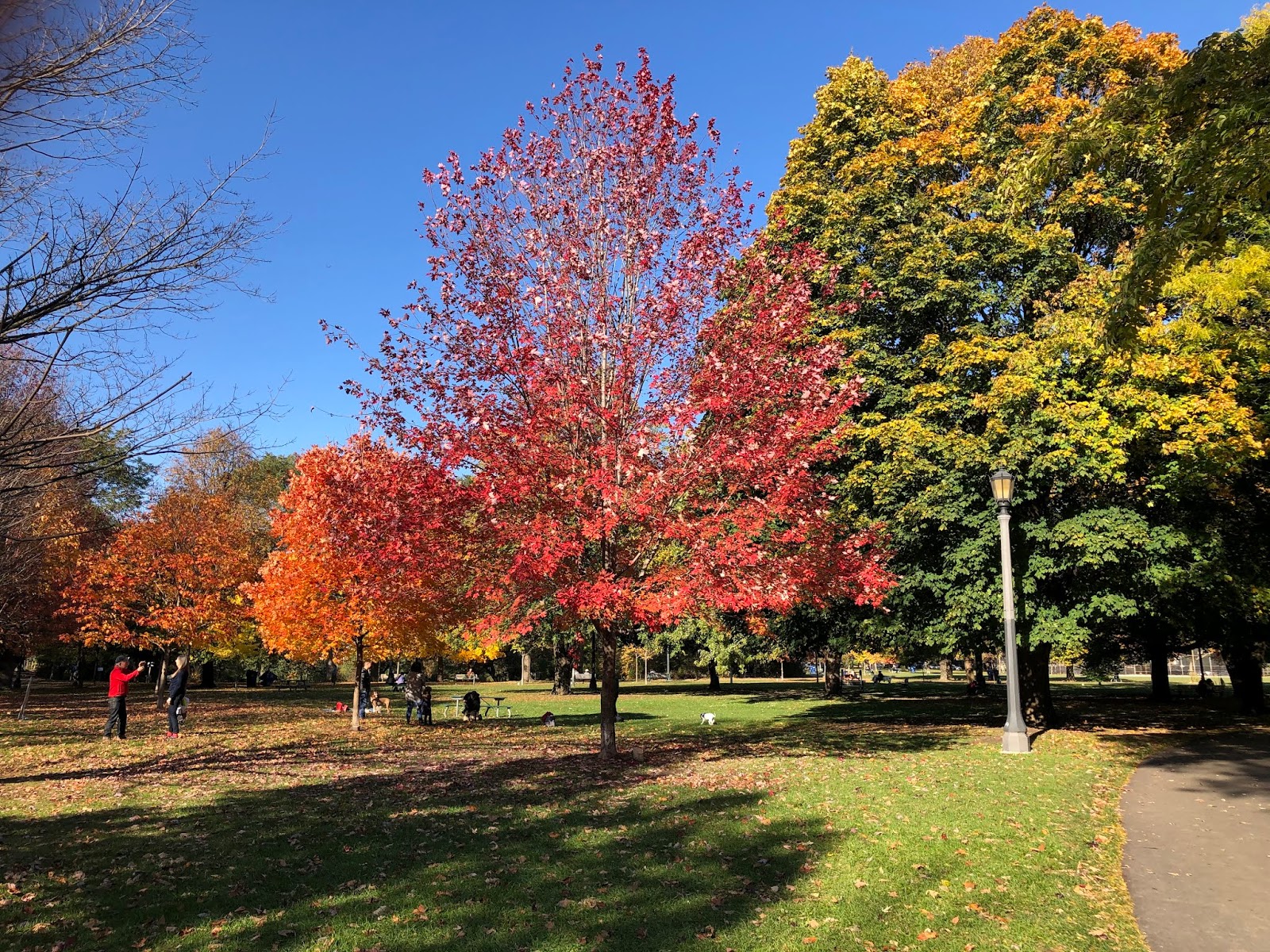 Teena In Toronto Kc S Tree Trinity Bellwoods Park Toronto On