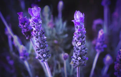 Cultivar flores comestíveis na horta é uma ótima maneira de acrescentar beleza e sabor aos pratos culinários, além de proporcionar um ambiente agradável e saudável em casa.