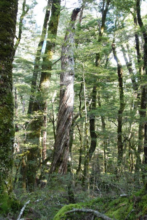 Nature in Mount Aspiring in New Zealand