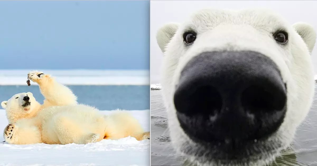 Curious Polar Bear Swims Up Close To Brave Photographer At Alaskan Nature Reserve