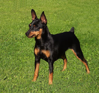 Miniature Pinscher