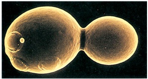 Fungi : Struktur Sel, Dinding Sel, Organel, Contoh, Hifa 