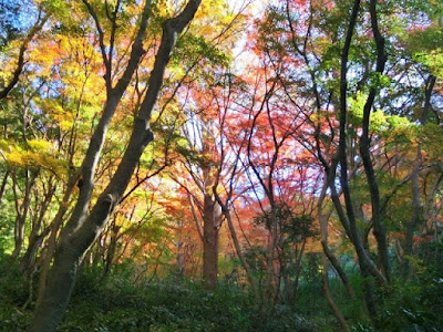  獅子舞の紅葉・黄葉