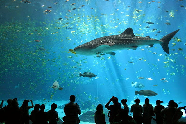 whale shark in aquarium