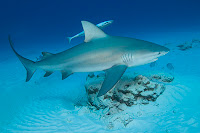 Bull Shark Photo Gallery