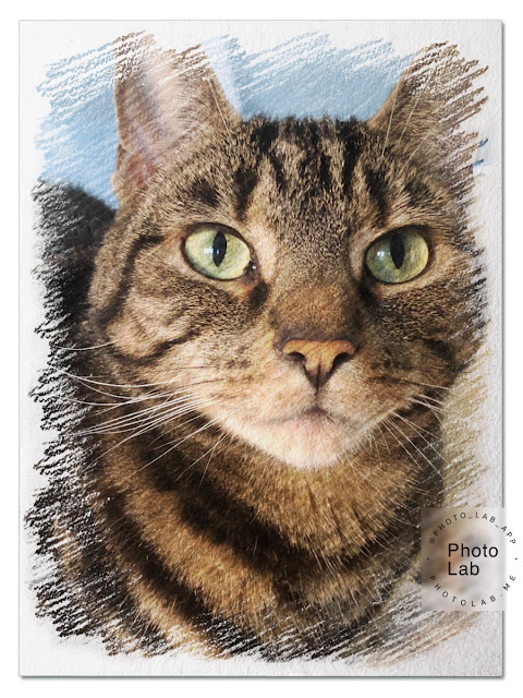 Colour sketch of tabby cat for Caturday Art