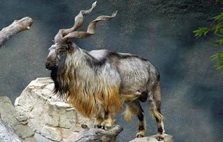 Markhor, Si Kambing Bertanduk Spiral