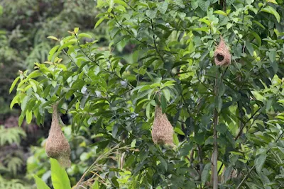 Sarang Ciak Tempua Baya Weaver Nest