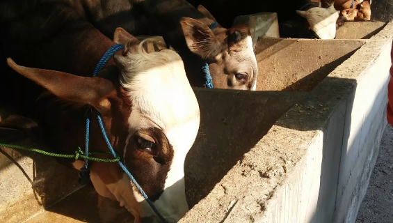 /2019/10/rahasia-pakan-sapi-Iimosin-dan-simental.html