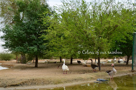 Al Qudra cycling Track, Al Qudra Lakes, Al Qudra camping @colorsofourrainbow.blogspot.ae