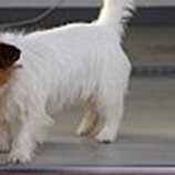 アルバムを表示します