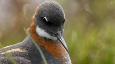 Burung Red-neck Phalarope