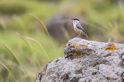 Rock Nuthatch