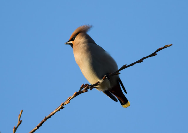 Waxwing