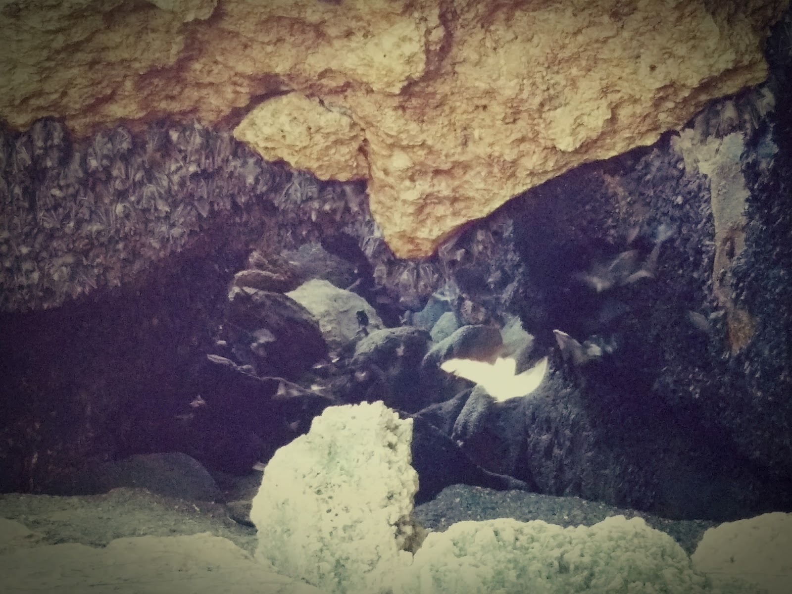 Davao bat cave