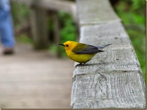 prothonatary warbler