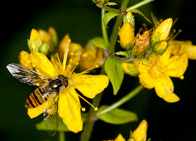 Marmalade hoverfly, Episyrphus balteatus, on hairy St. John's wort, Hypericum hirsutum, on Orchis Bank.  Orpington Field Club outing to Orchis Bank, Downe.  25 June 2011.  Taken with EOS 450D and 100mm macro lens.