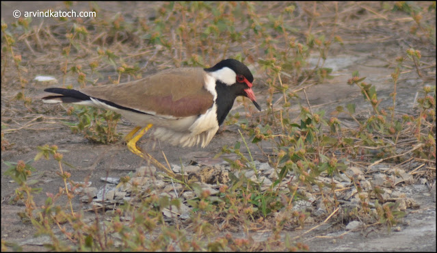 Nest, red-wattling lapwing,