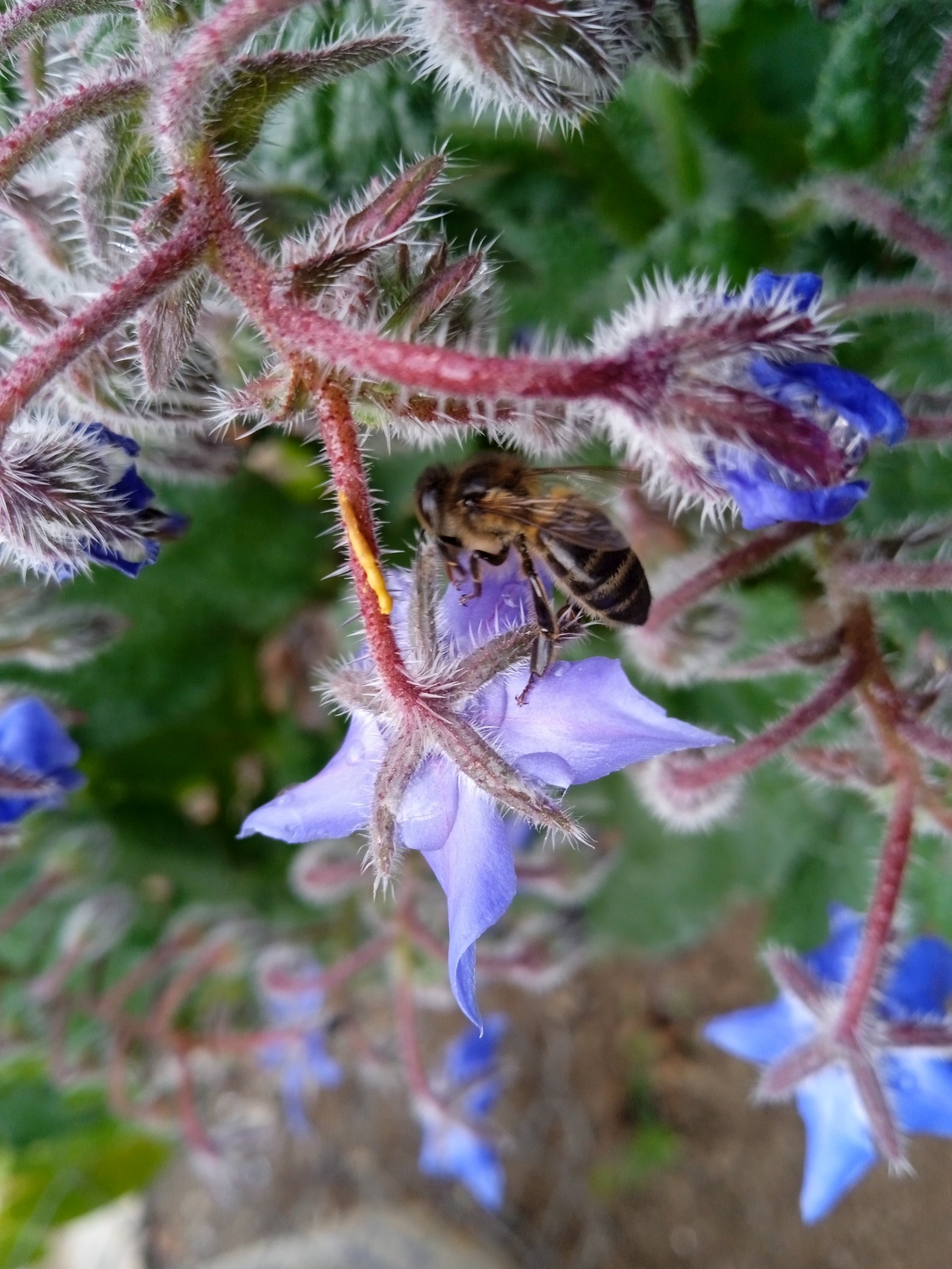 Borage is an excellent companion plant. This plant will attract bees as well as other beneficial bugs, and provides a valuable source of nectar for them.