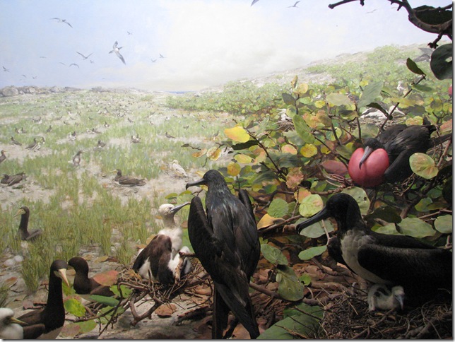 2008.05_nova_iorque_036_museu_historia_natural