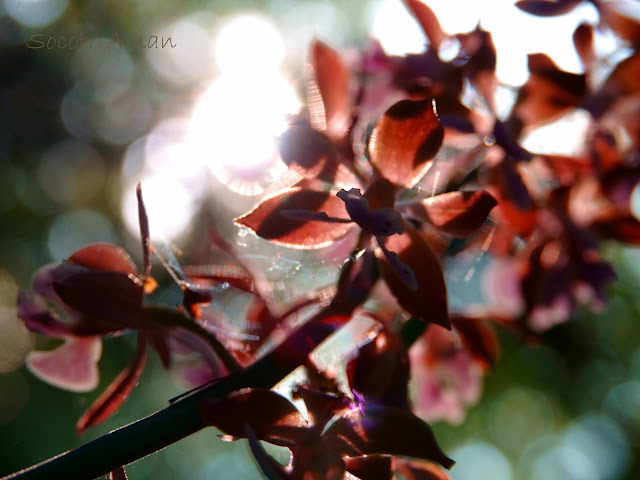 Calanthe discolor