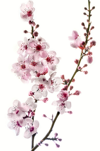 Cherry blossoms are a symbol