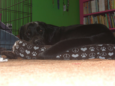 Picture of Rudy sleeping inside his small dog bed