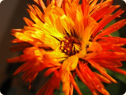 DSC09055b