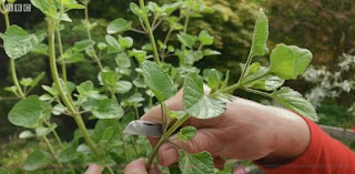 Plant cutting