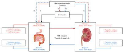 Causal effects of inflammatory bowel disease on the risk of kidney stones