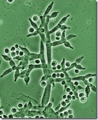 trichoderma linda